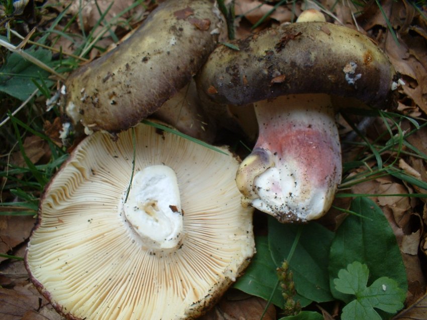 russula da determinare